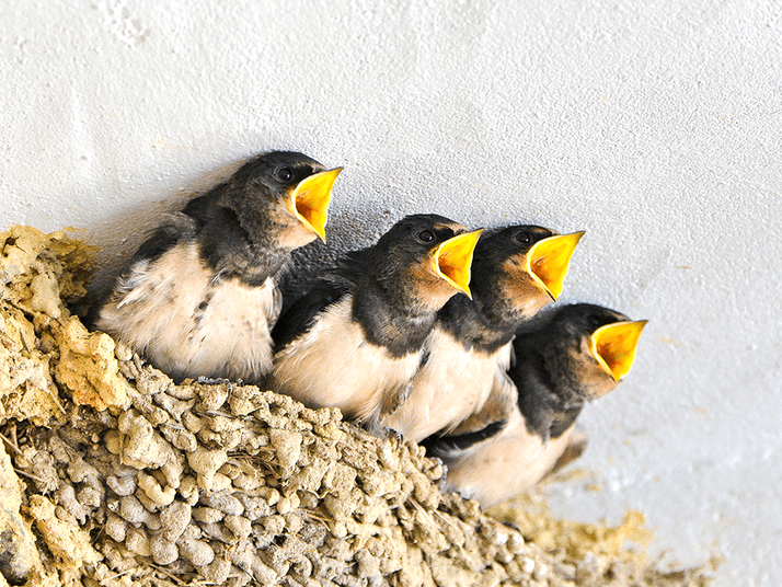 Four baby swallows in a mud nest with wide-open yellow beaks.