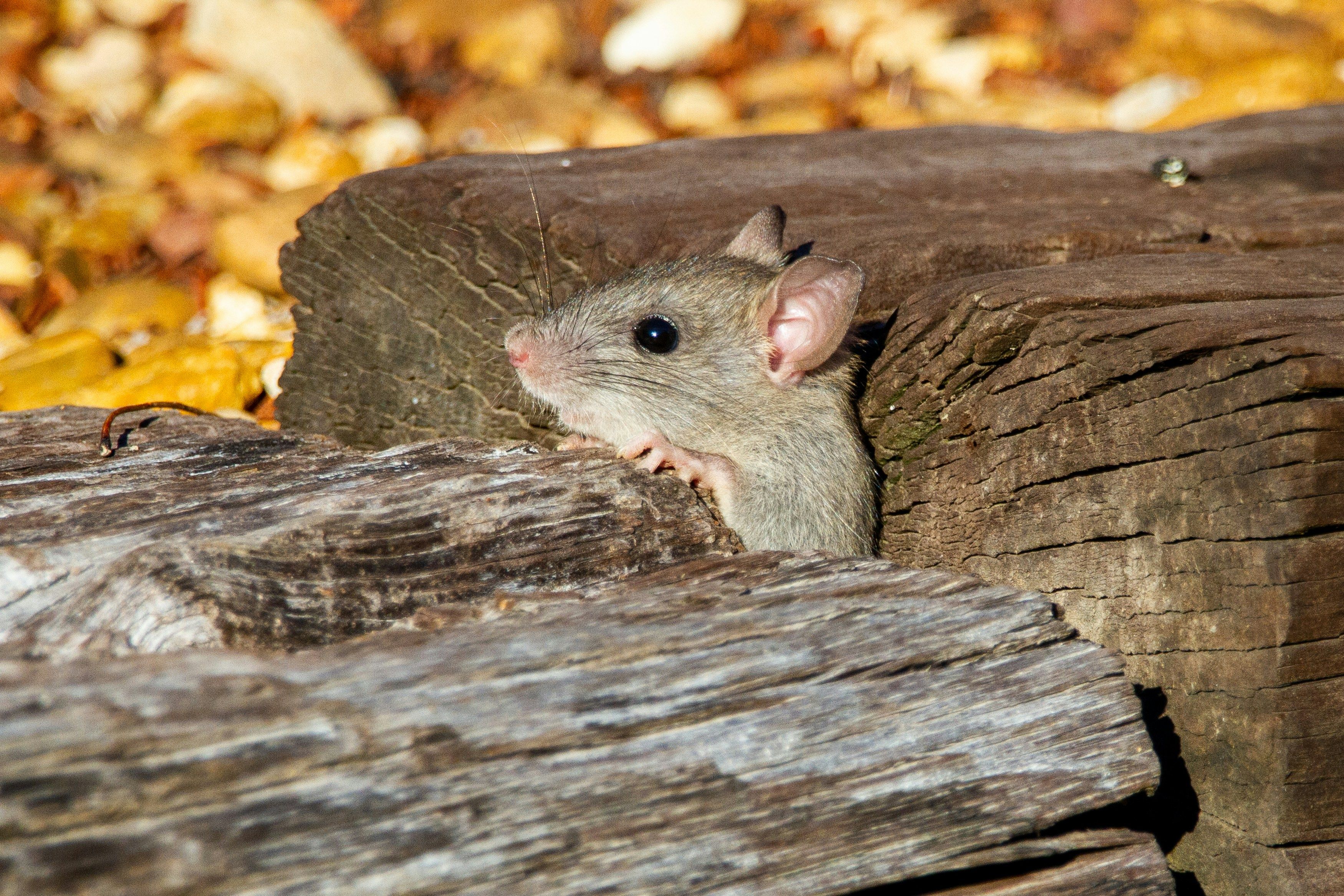 hantavirus verspreidt zich door knaagdieren