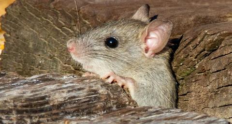 hantavirus verspreidt zich door knaagdieren