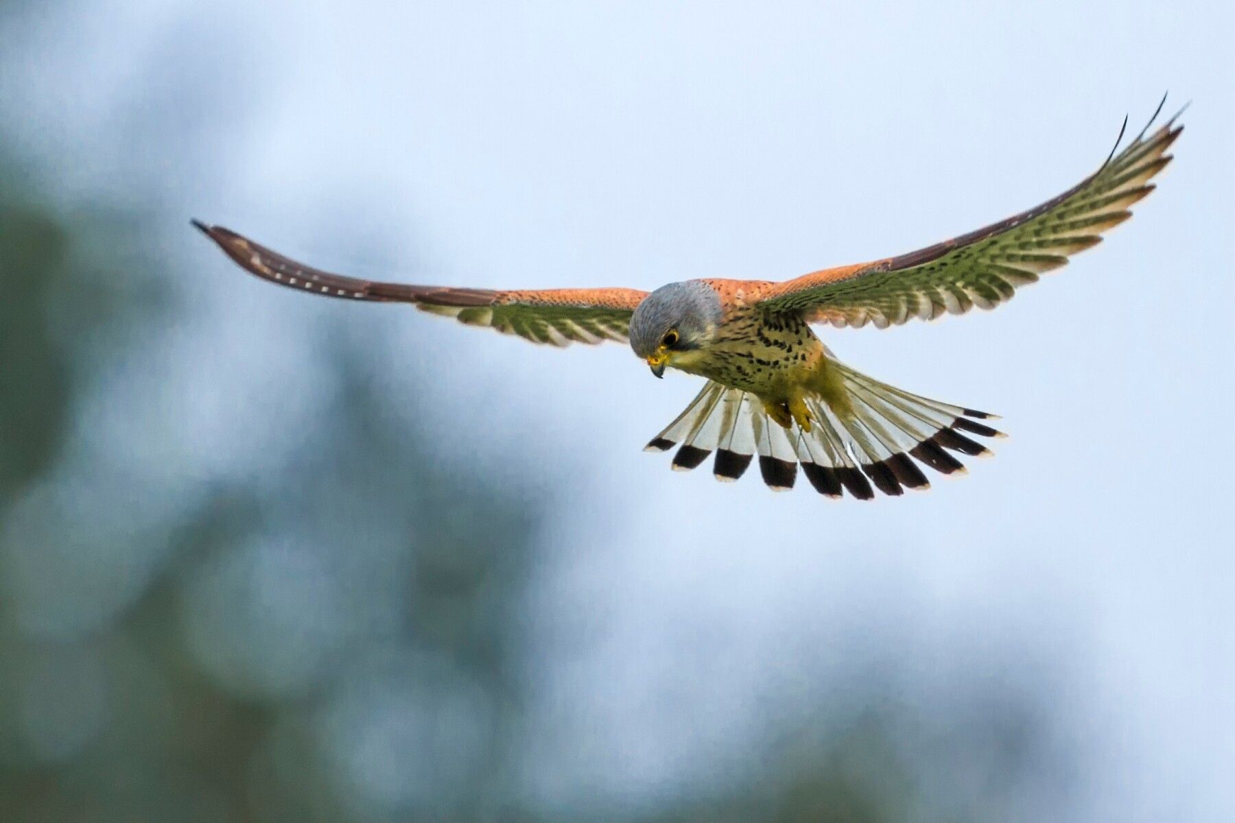 nestkast torenvalk