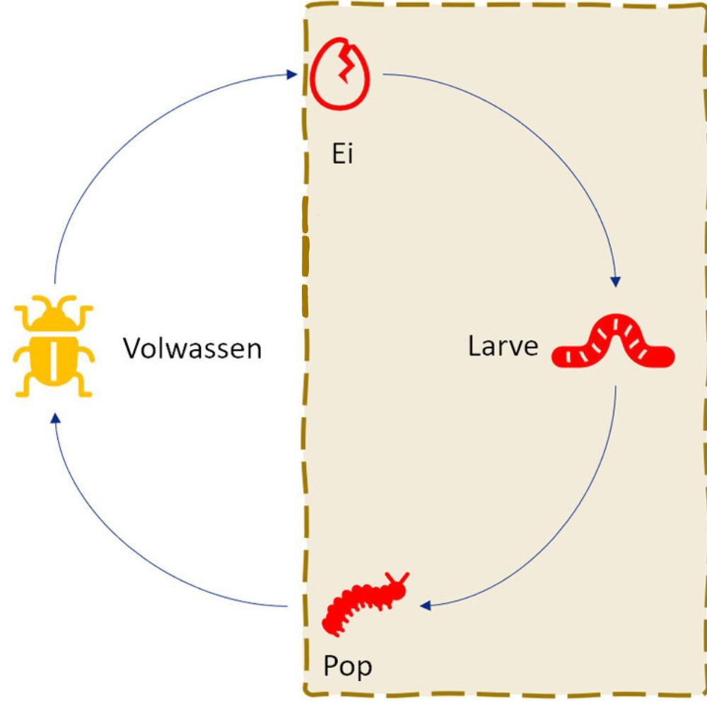 levenscyclus houtkevers