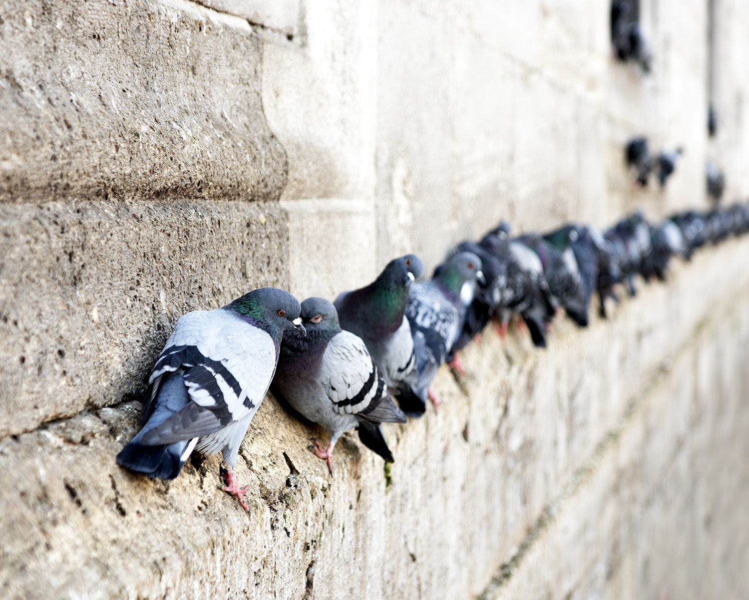 A line of pigeons on a stone ledge.