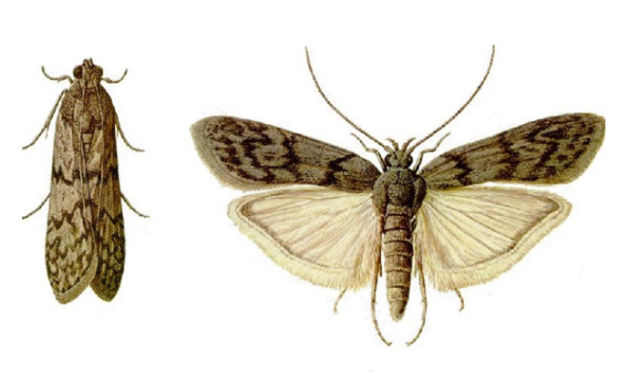 meelmot met gesloten en gespreide vleugels 