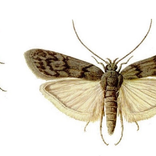 meelmot met gesloten en gespreide vleugels