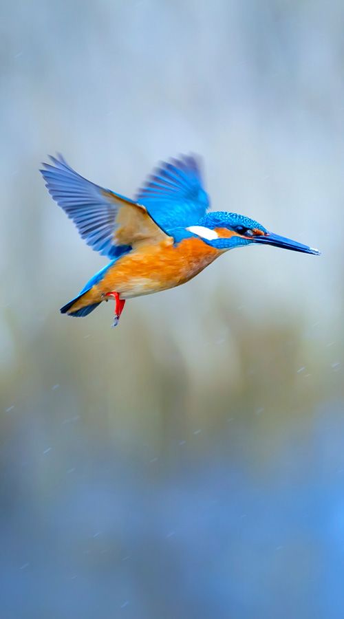 waterminnende vogels faunavoorzieningen