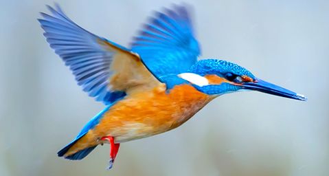 waterminnende vogels faunavoorzieningen
