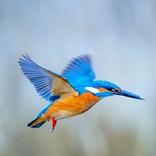 waterminnende vogels faunavoorzieningen
