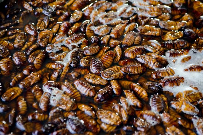 grote hoeveelheid kakkerlakken eitjes ootheca 