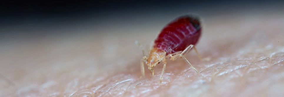 Vlooienbeet Of Bedwants