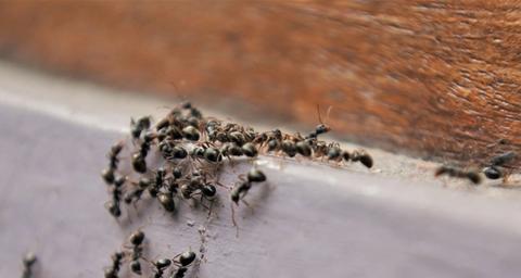 Bli kvitt svart jordmaur