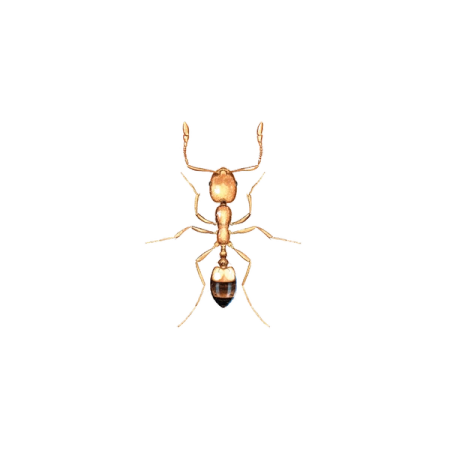 Maur - Anticimex