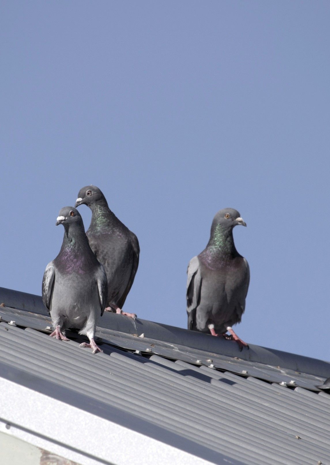 Når bygger duer reir