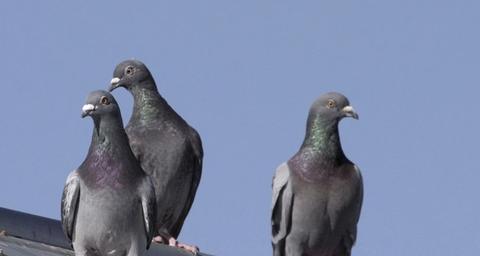 Når bygger duer reir