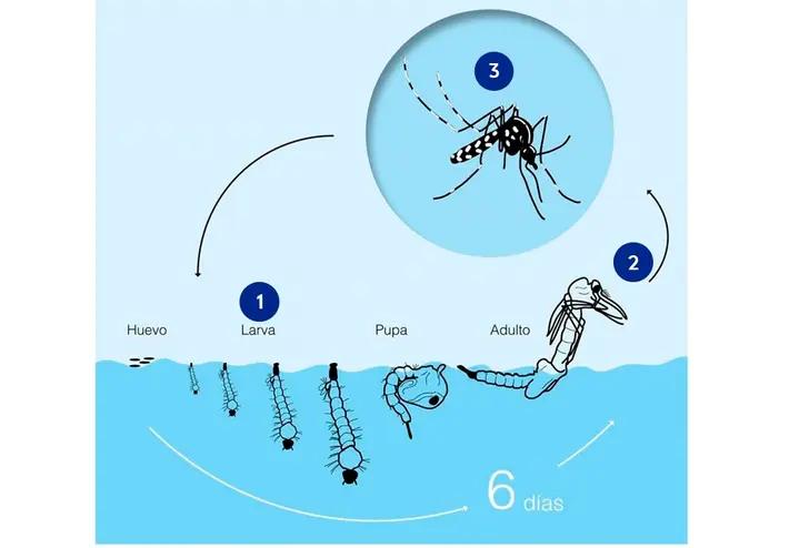 ciclo de vida do mosquito tigre