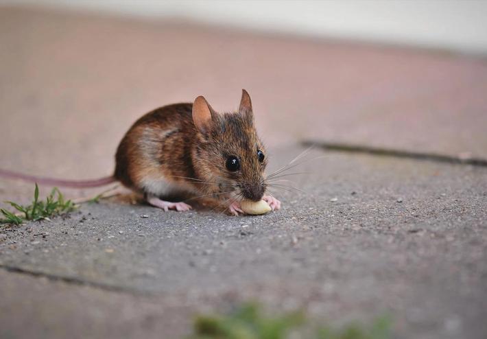 Rato com alimento na calçada