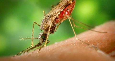 Mosquitos e tratamento para eliminá-los