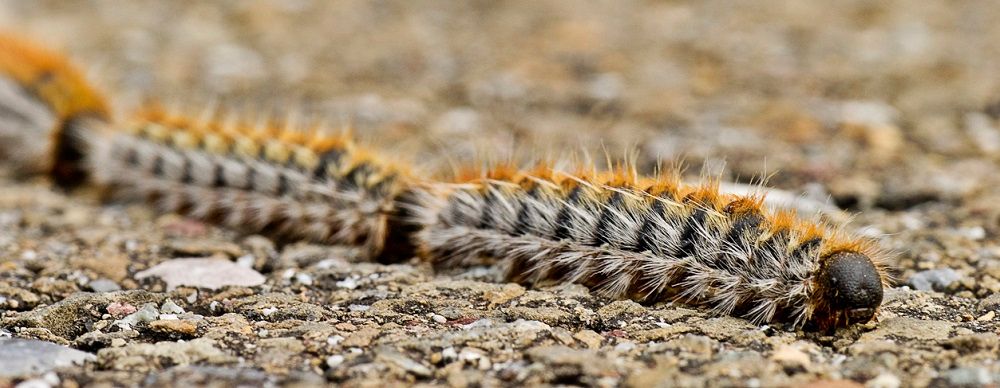 lagarta do pinheiro - hero