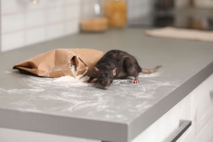 infestação de ratos indústria alimentar