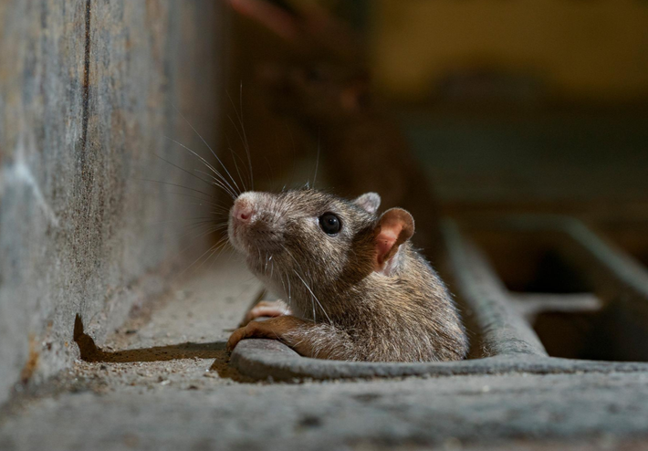 Espécies de Ratos nos Açores