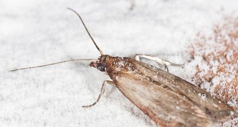 pragas comuns indústria alimentar