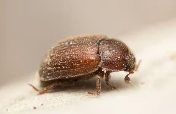 insectos de produtos armazenados indústria alimentar