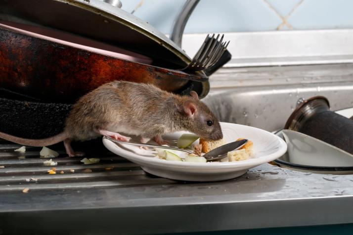 ratos na zona de refeiçoes