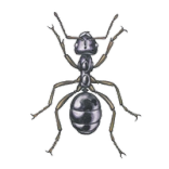 formigas-Anticimex-thumbnail