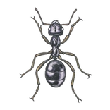 formigas-Anticimex-thumbnail