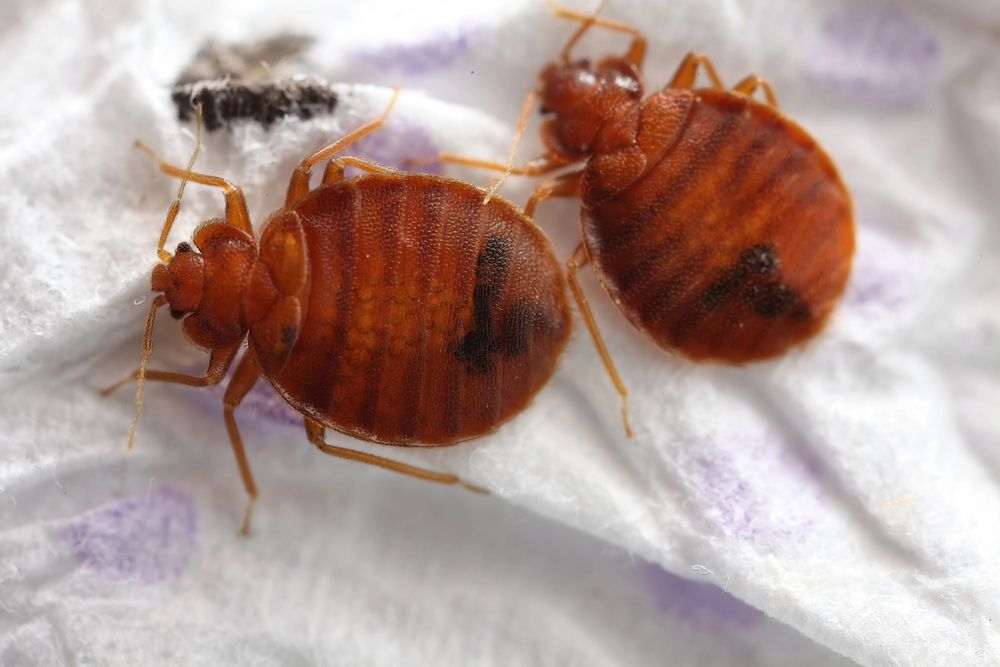 Percevejos de cama no lençol