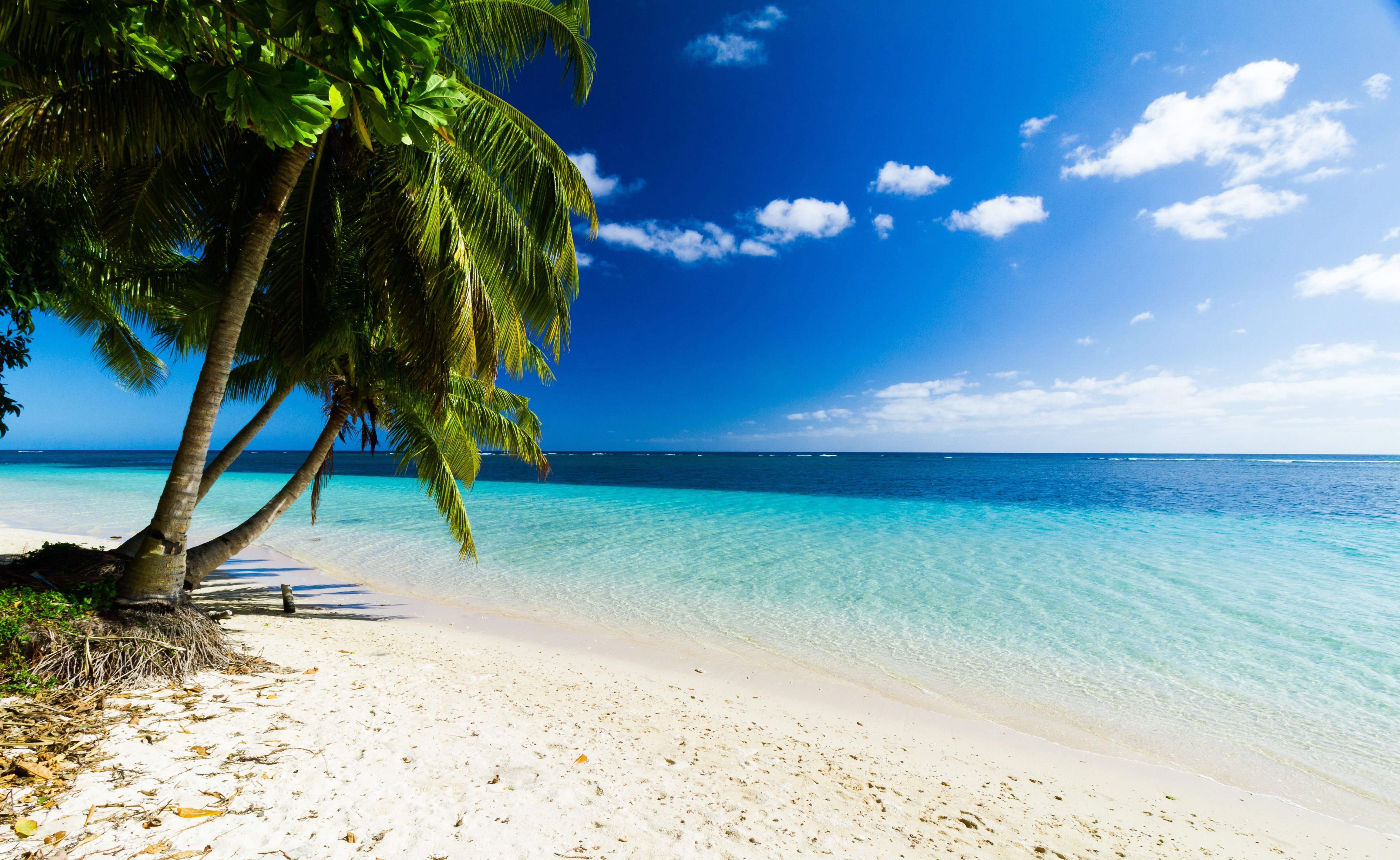 Praia paradisíaca com coqueiro