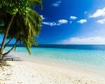 Praia paradisíaca com coqueiro