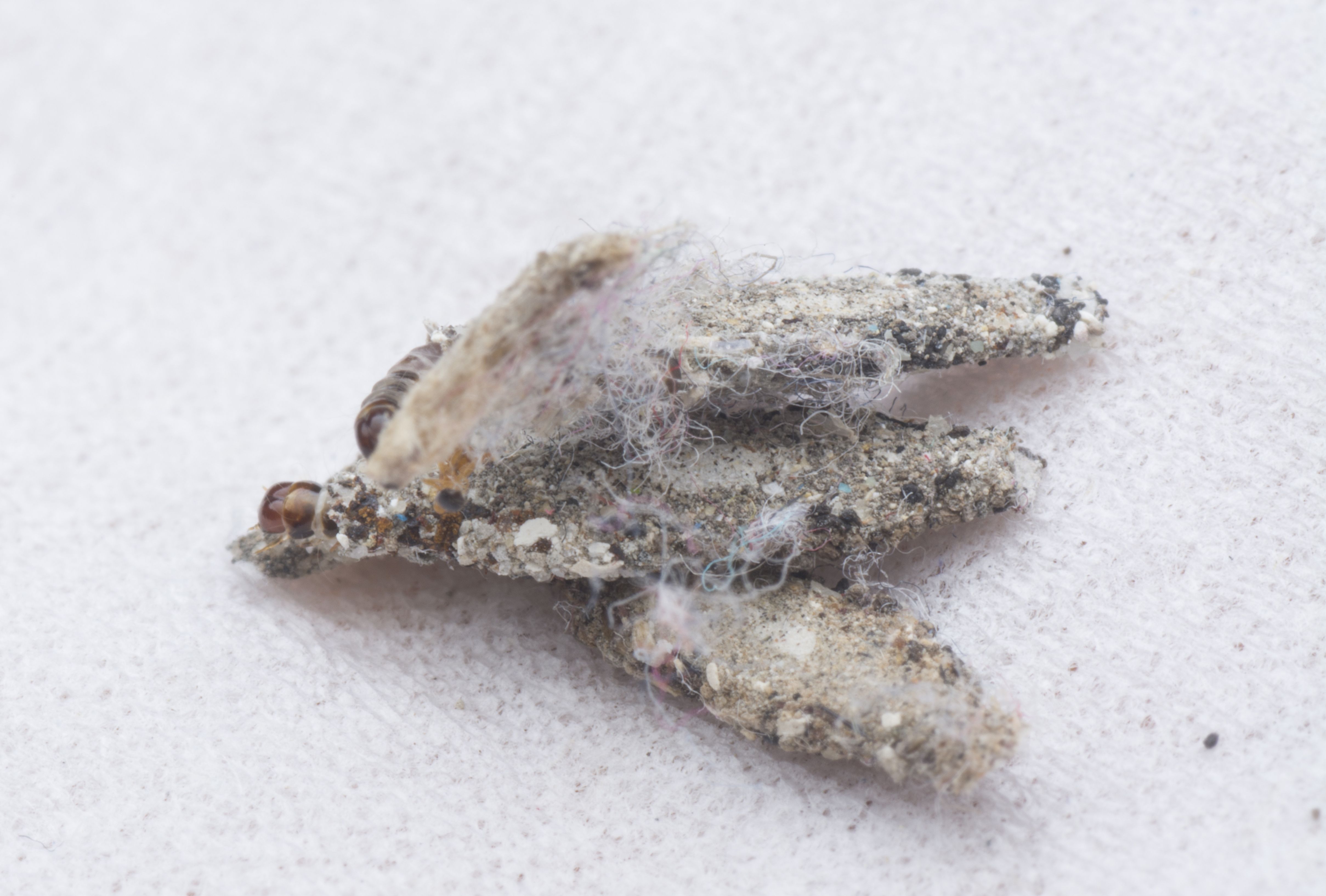 Como Eliminar Traças?