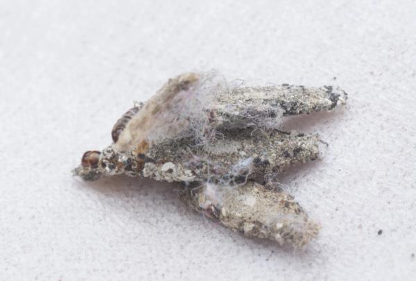 Como Eliminar Traças?