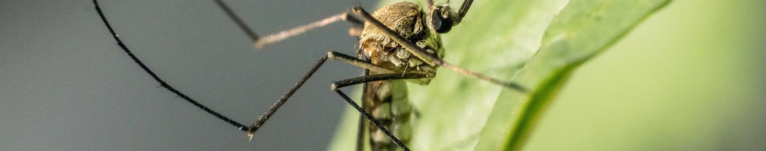 Plantas de citronela são repelentes naturais aos mosquitos