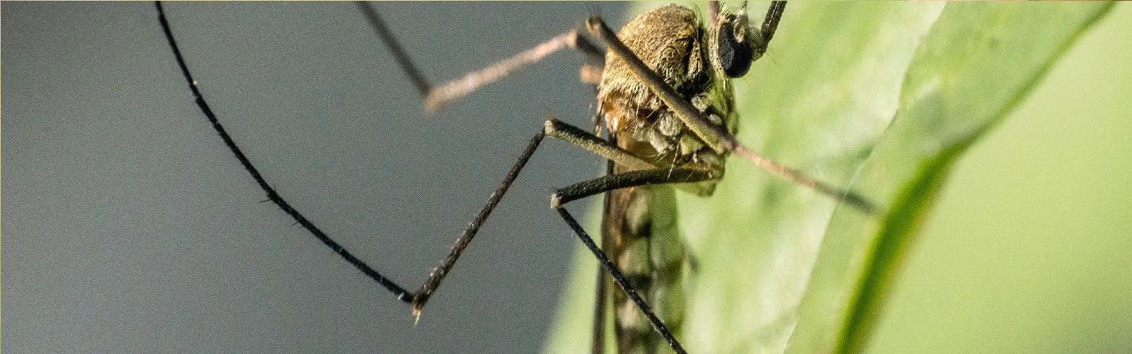 Plantas de citronela são repelentes naturais aos mosquitos
