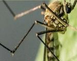 Plantas de citronela são repelentes naturais aos mosquitos