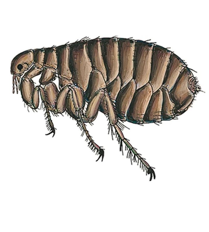 anatomia da pulga