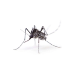 mosquito-tigre-thumbnail