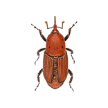 escaravelho da palmeira - thumbnail