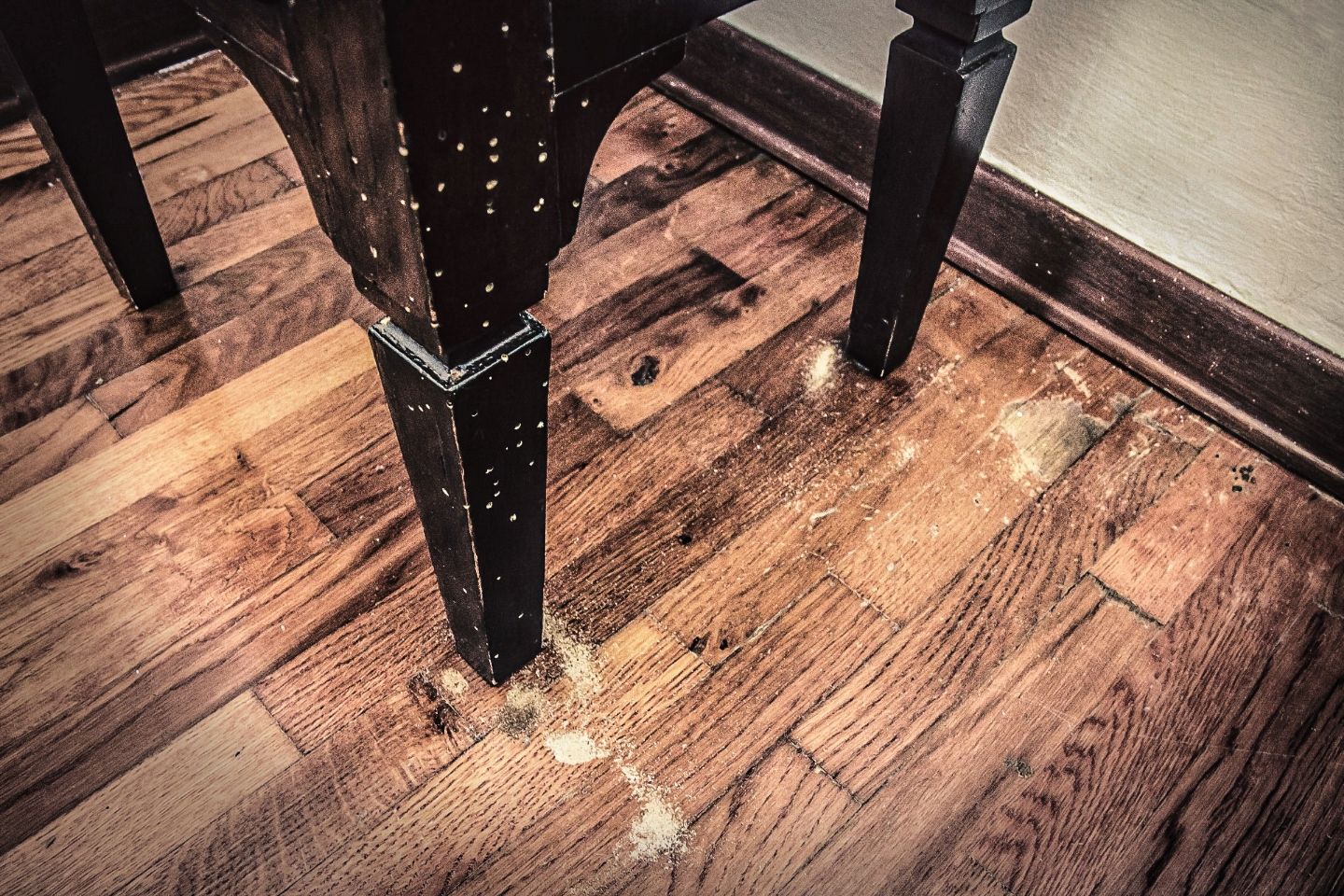 Bicho da Madeira - Tratamento - Thumbnail