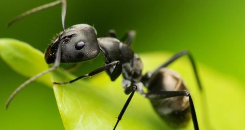 formigas-Anticimex-hero