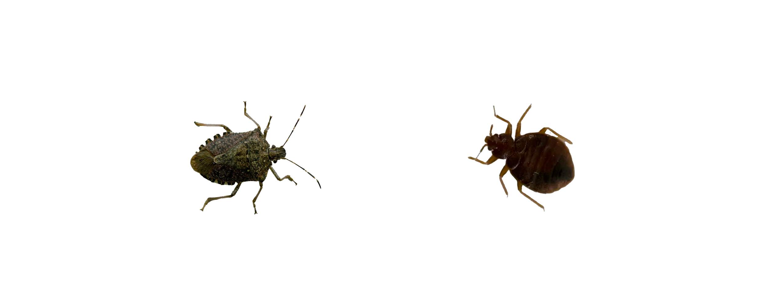 Percevejo asiático e percevejo de cama