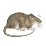ratos-thumbnail