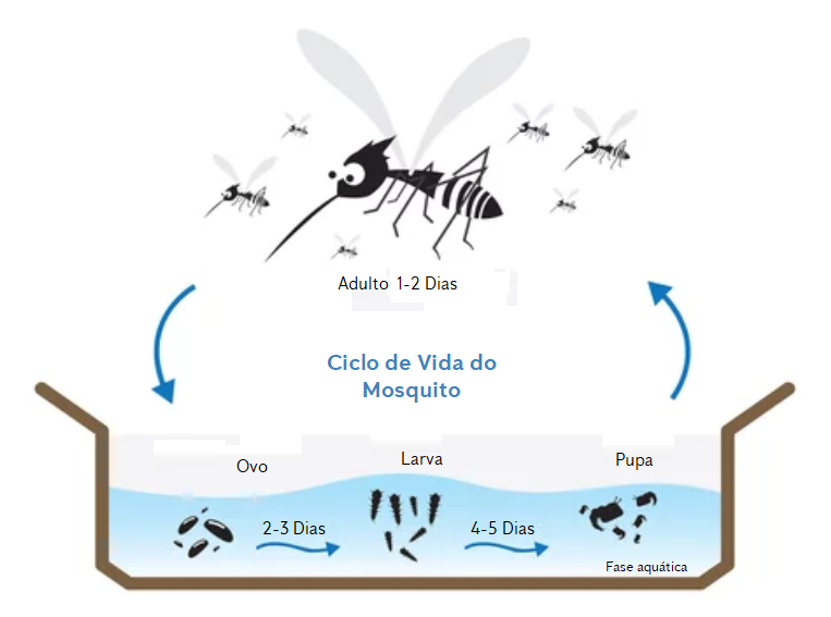 Ciclo de vida do mosquito