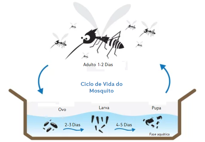 Ciclo de vida do mosquito