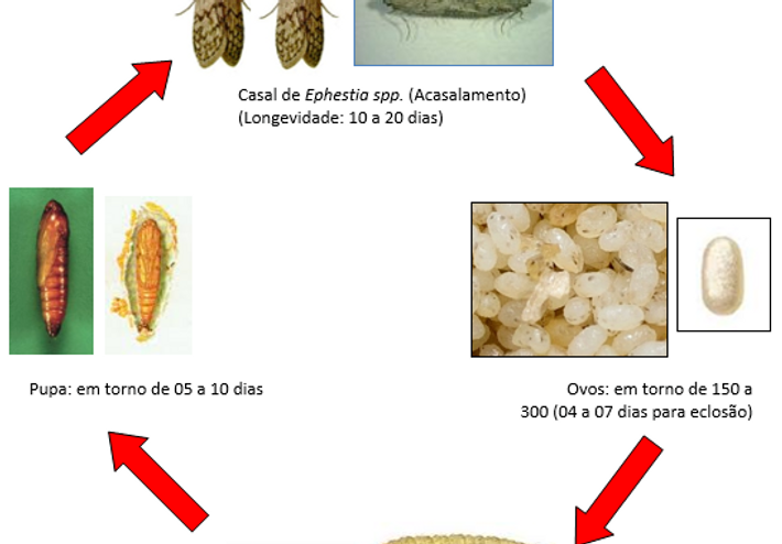 Como Eliminar Traças? - Anticimex