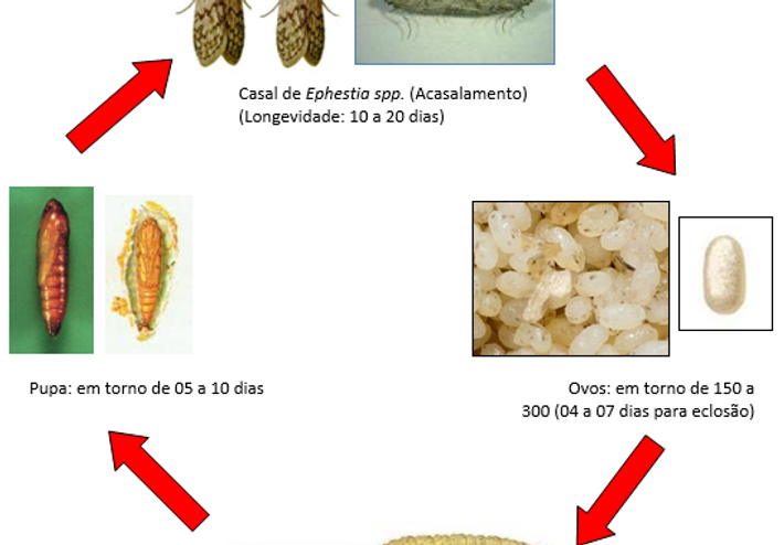 Como Eliminar Traças? - Anticimex
