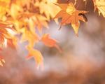 folha secas na árvore - estação outono