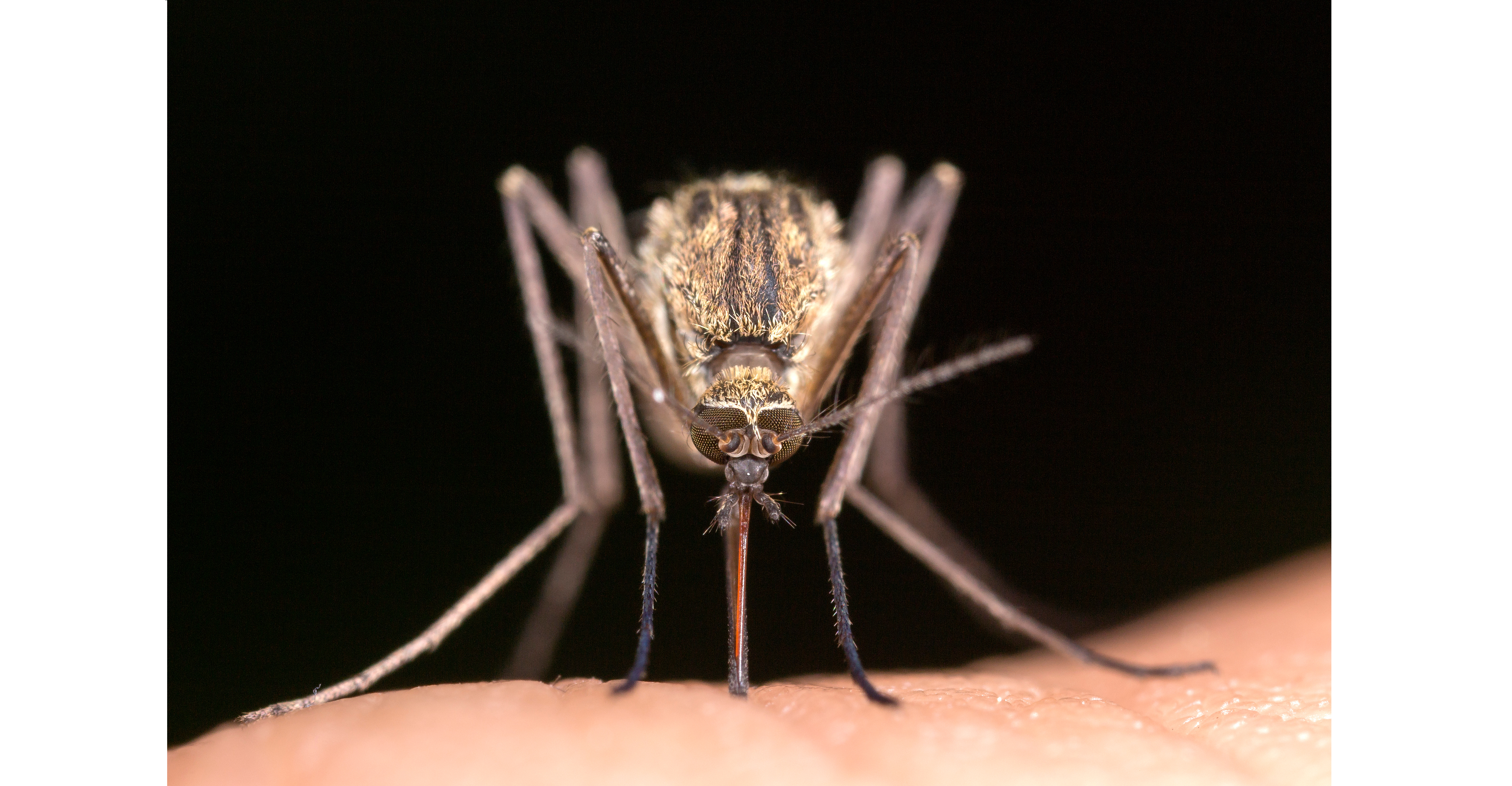 Mosquito Comum em Portugal