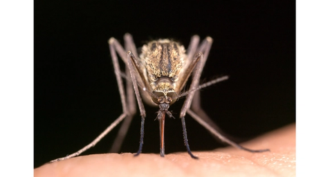 Mosquito Comum em Portugal